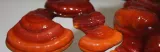 reishi-ganoderma-lacidum-kapsulki-120-szt-postac-kapsulki