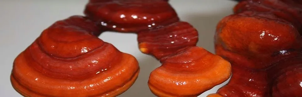 reishi-ganoderma-lacidum-kapsulki-120-szt