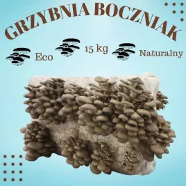 grzybnia-boczniaka-ostrygowatego-15-kg-balot-uprawa-w-domu