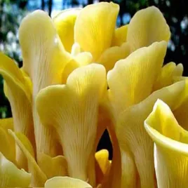 grzybnia-ziarnista-boczniak-cytrynowy-hit-do-ogrodu