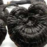 domowa-uprawa-black-reishi-ganoderma-sinense