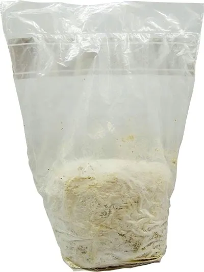 domowa-uprawa-black-reishi-ganoderma-sinense-stan-nowy