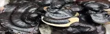 domowa-uprawa-black-reishi-ganoderma-sinense-rodzaj-inny