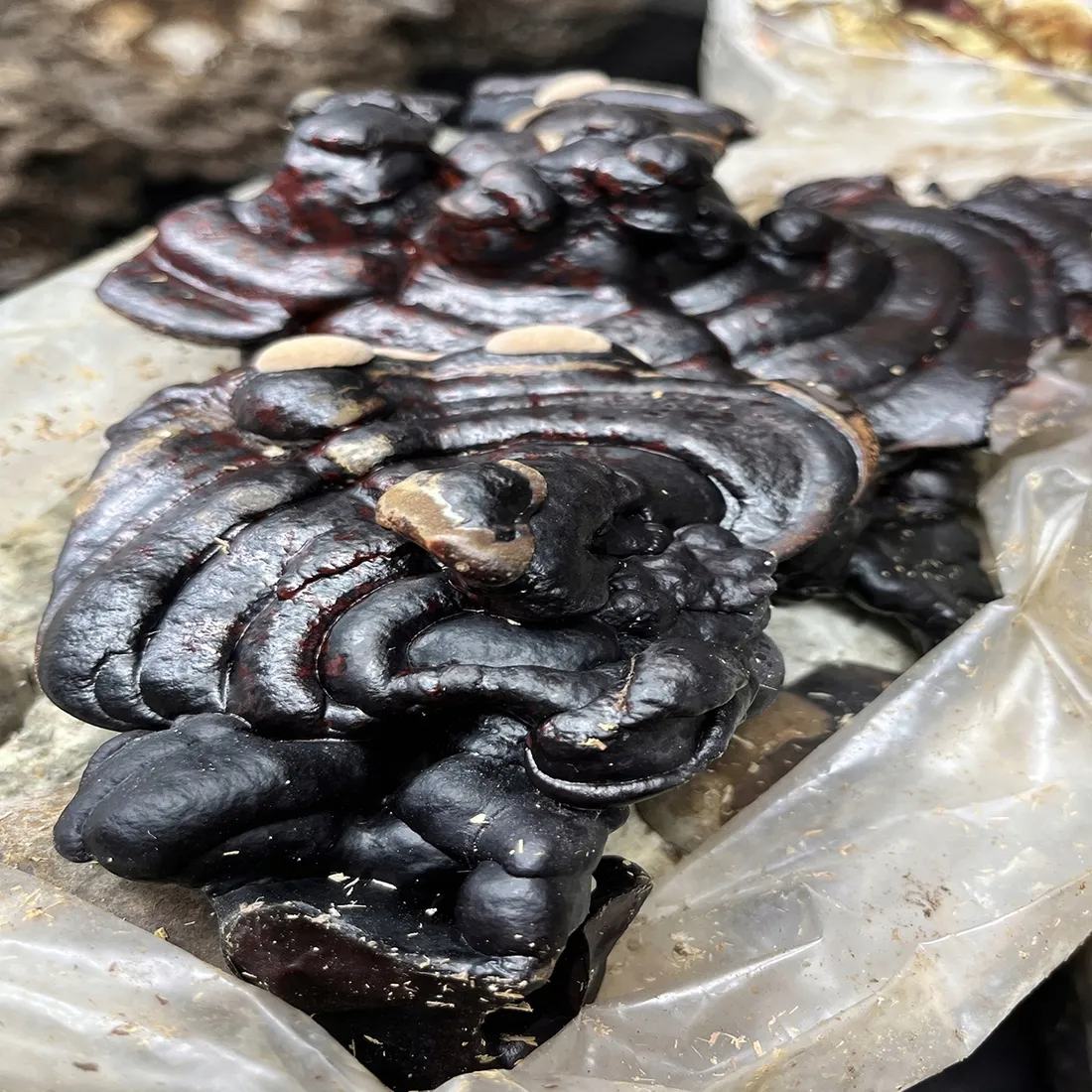 domowa-uprawa-black-reishi-ganoderma-sinense