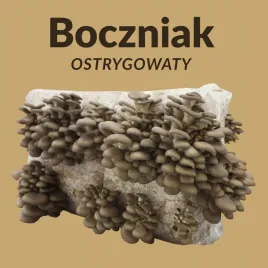 grzybnia-boczniaka-ostrygowatego-15kg-rekordowe-plony-boczniak