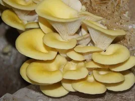 boczniak-cytrynowy-grzybnia-na-ziarnie-1l