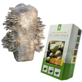 domowa-uprawa-grzybow-boczniak-balot-pieczarka-biala-3l