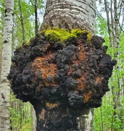 chaga-grzybnia-blyskoporek-podkorowy-uprawa-w-ogrodzie-kolki-20-szt