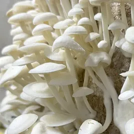 enoki-gotowe-podloze-do-uprawy-w-domu
