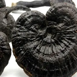 domowa-uprawa-black-reishi-ganoderma-sinense