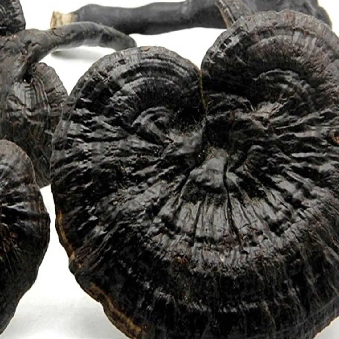 domowa-uprawa-black-reishi-ganoderma-sinense