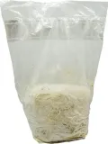 domowa-uprawa-black-reishi-ganoderma-sinense-stan-nowy