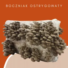 grzybnia-boczniaka-ostrygowatego-15kg-najlepsza-wydajnosc