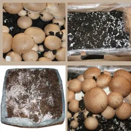 pieczarka-brazowa-najwieksza-kostka-intensywny-smak-i-domowy-zbior