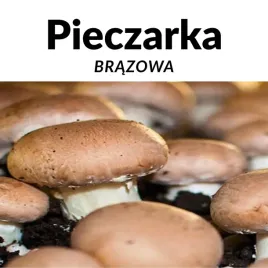 grzybnia-pieczarki-brazowej-uprawa-w-domu-ekstra-plony-hit