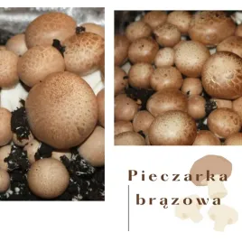 pieczarka-brazowa-zestaw-do-uprawy-w-domu-grzybnia-torf