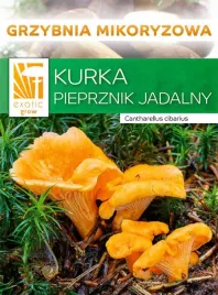 grzybnia-kurka-grzyby-lesne-mikoryza
