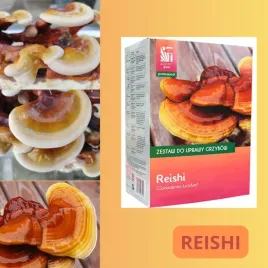 reishi-domowa-hodowla-grzybow-diy-samodzielny-zestaw-do-uprawy-profesional