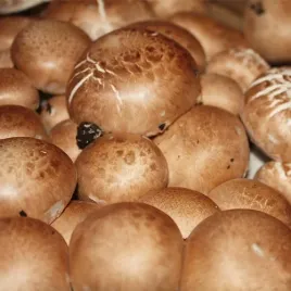 pieczarka-brazowa-grzybnia-ziarnista-1l