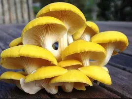 boczniak-cytrynowy-or-kompletny-zestaw-do-domowej-hodowli-grzybow