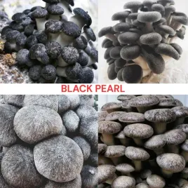 boczniak-black-pearl-zestaw-z-grzybnia-latwa-uprawa