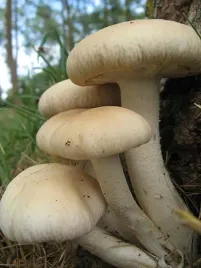 samodzielny-zestaw-do-uprawy-piopino-or-wlasna-uprawa-krok-po-kroku-polowka