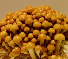 grzybnia-nameko-zestaw-do-samodzielnego-przygotowania-podloza