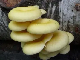duza-grzybnia-boczniak-cytrynowy-na-kolkach-100szt