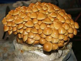nameko-luskwiak-grzybnia-kolki-20szt-smaczny-grzyb