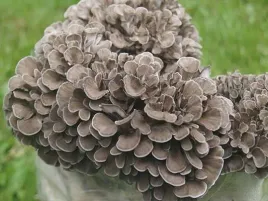 maitake-zagwica-listkowata-grzybnia-20szt-kolkow
