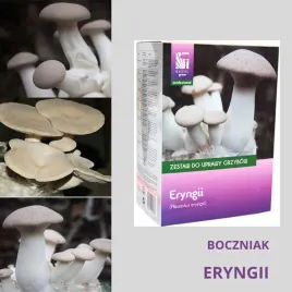 domowa-hodowla-grzybow-or-boczniak-eryngii-samodzielny-zestaw-do-uprawy