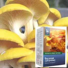 zestaw-do-uprawy-boczniaka-cytrynowego-or-domowa-hodowla-grzybow