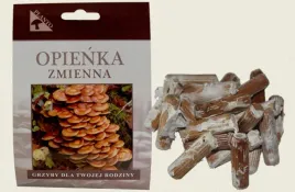 opienka-zmienna-grzybnia-na-kolkach-20-szt-wlasne-grzyby