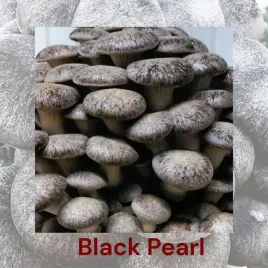 boczniak-black-pearl-gotowe-podloze-z-grzybnia-or-uprawa-w-domu