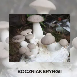 grzybnia-boczniaka-mikolajkowego-zestaw-uprawowy-eryngii-gotowe-podloze