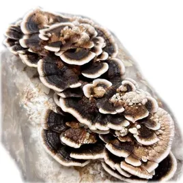 wrosniak-roznobarwny-trametes-versicolor-grzybnia-na-kolkach-20-szt