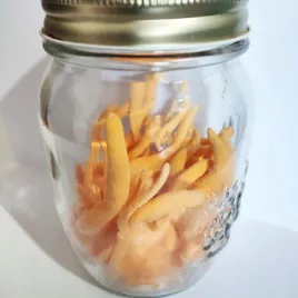 cordyceps-militaris-uprawa-grzybow-w-domu