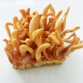 maczuznik-bojowy-cordyceps-militaris-substrat-do-uprawy-grzybow