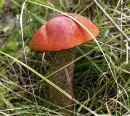 kozlarz-czerwony-grzyby-lesne-grzybnia-mikoryza