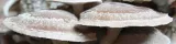 shitake-grzybnie-exotic-grow-3l-stan-nowy-marka-planto