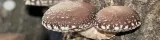 shiitake-lentinula-edodes-kapsulki-120szt-kod-producenta-shk