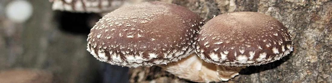 shiitake-lentinula-edodes-kapsulki-120szt