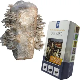 boczniak-ostrygowaty-balot-i-shiitake-3l-grzybnia-w-zestawie