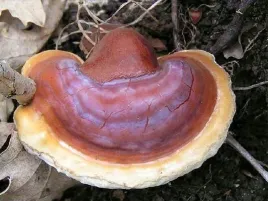 reishi-grzybnia-na-kolkach-grzyby-lecznicze
