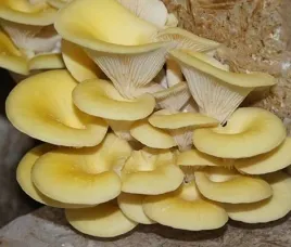 boczniak-cytrynowy-gotowe-podloze