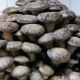 boczniak-black-pearl-oyster-podloze-do-uprawy-w-domu