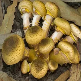 opienka-miodowa-grzybnia-na-kolkach-20-szt