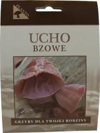 ucho-bzowe-grzybnia-na-kolkach-20-szt
