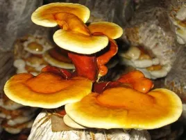 reishi-lakownica-lsniaca-gotowe-podloze