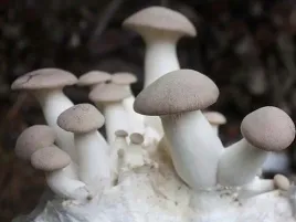 grzybnia-boczniak-eryngii-gotowe-podloze